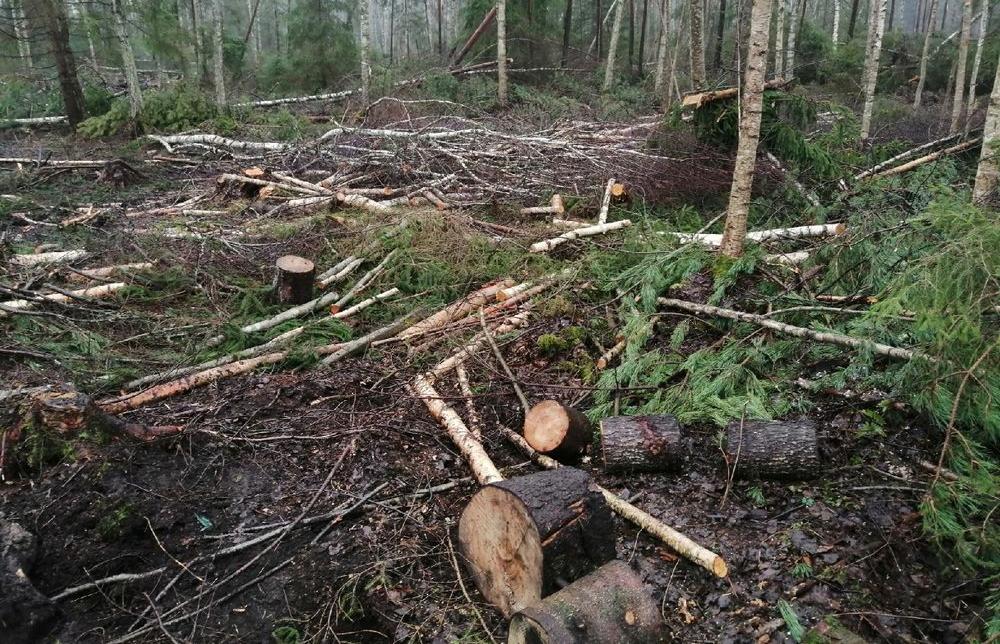 Владельца участка в Тверской области оштрафовали за пеньки