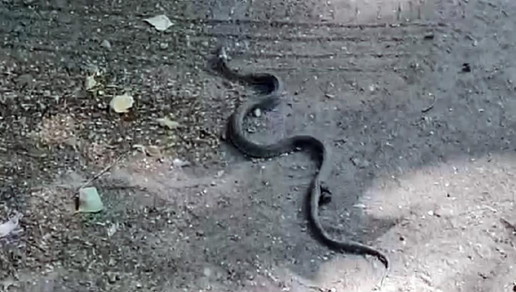 В Кимрах Тверской области на улице заметили змею