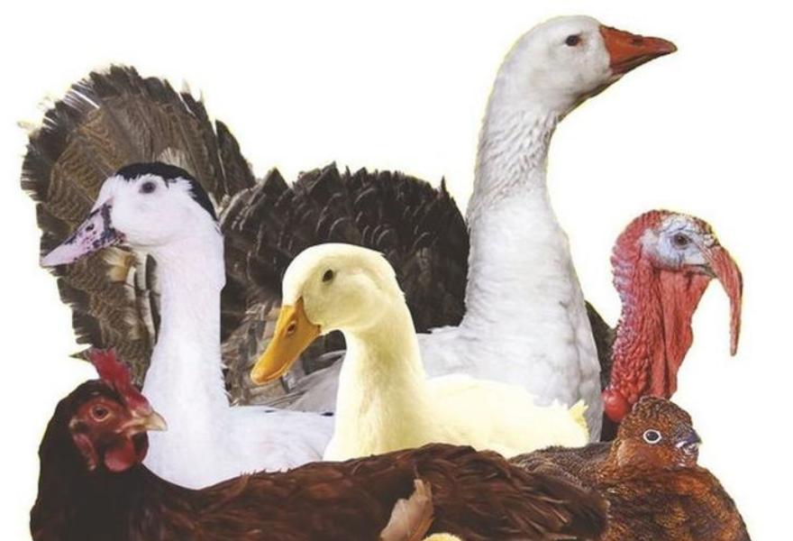 В Татарстане выявлен птичий грипп