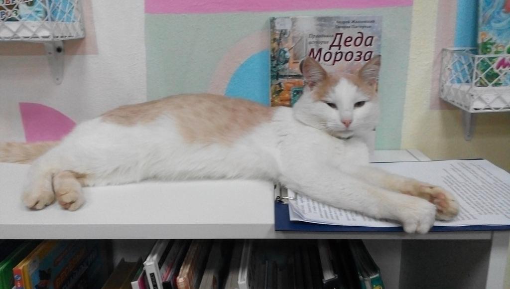 Знаменитого на всю Россию SMM-мяунджера кота Степана заменит на посту хвостатый сотрудник-стажер