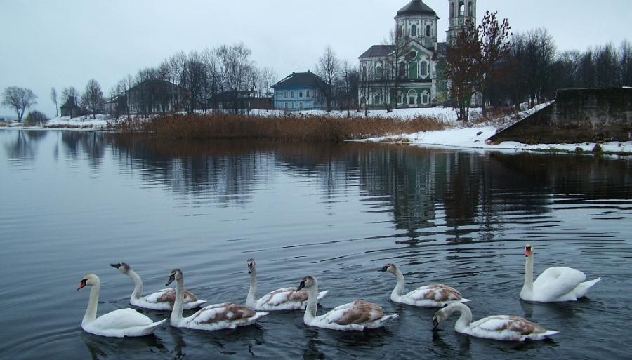 Десятки лебедей прилетели на озеро Тверской области на Крещение
