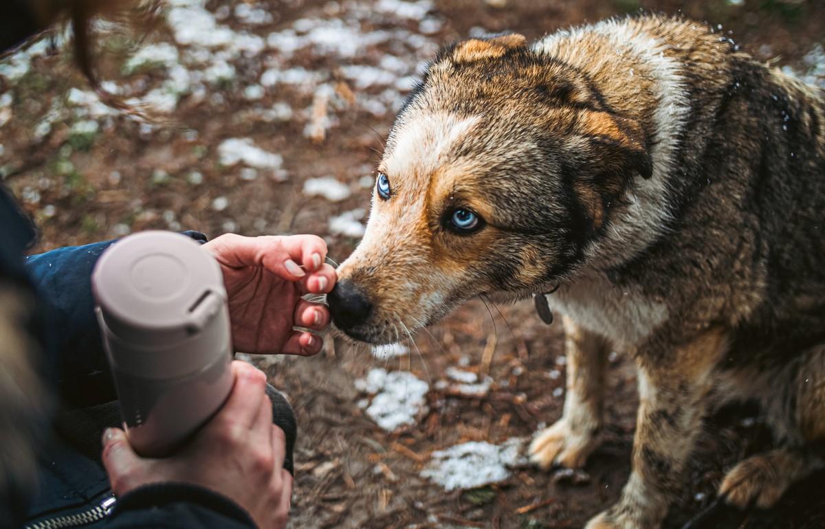 В России предлагают штрафовать на 30 тысяч рублей за выброшенных животных - новости Афанасий