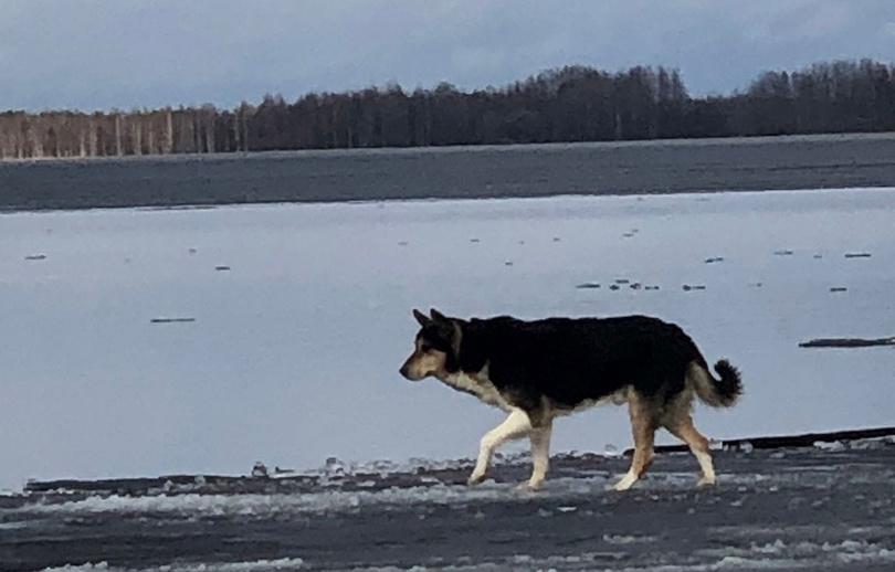 В Тверской области спасали дрейфующую на льдине собаку - новости Афанасий