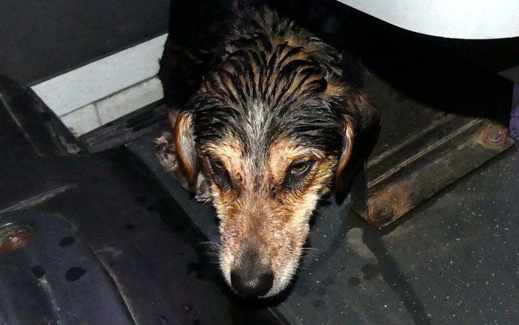 В Старице Тверской области спасли собаку, провалившуюся под лед