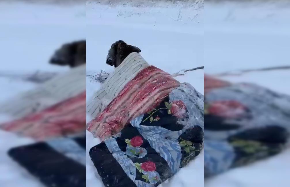В Тверской области спасли провалившегося под лед лося