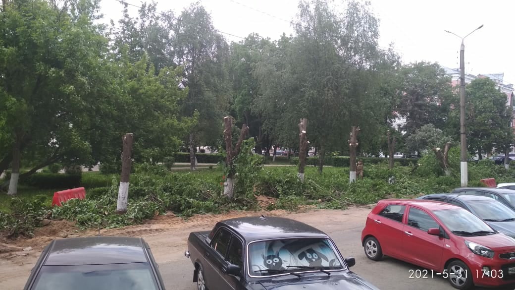 В Твери вырубают деревья на Тверской площади - в администрации рассказали, зачем 