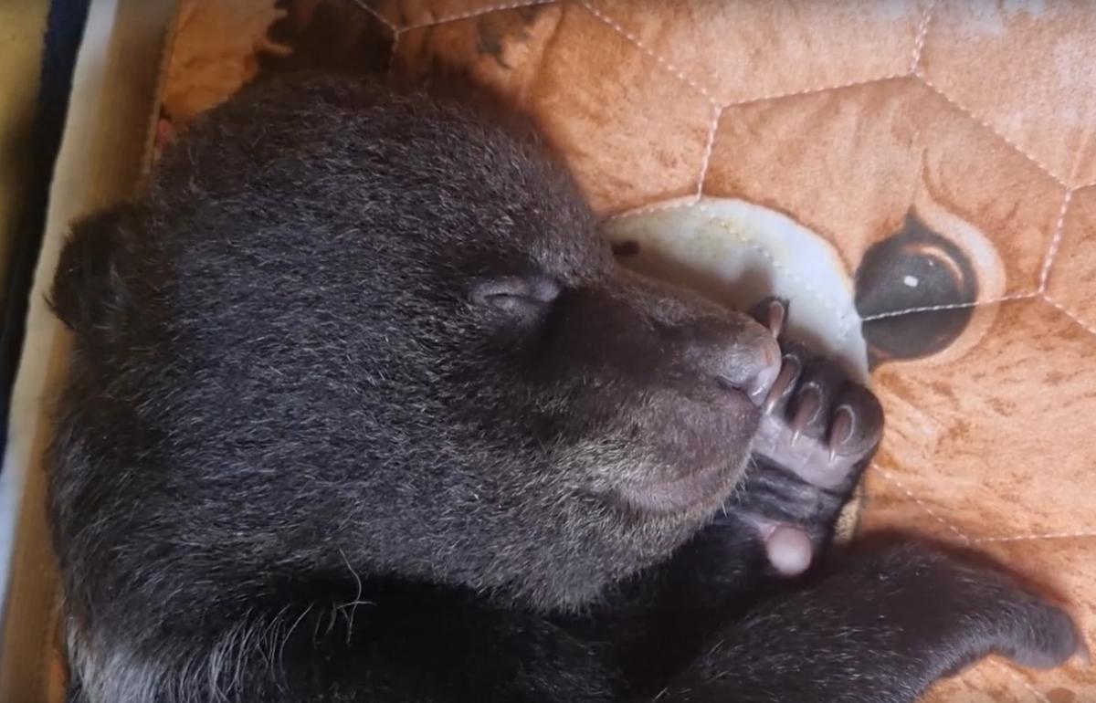 Вологодский медвежонок, которого лечат в Центре Пажетновых в Тверской области, пошел на поправку - новости Афанасий