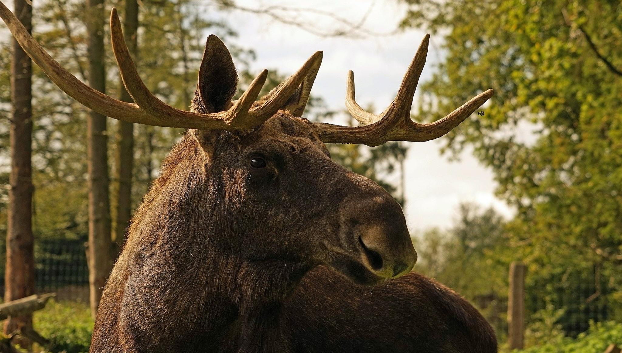 В Тверской области браконьер заплатил за убитого лося и получил условный срок