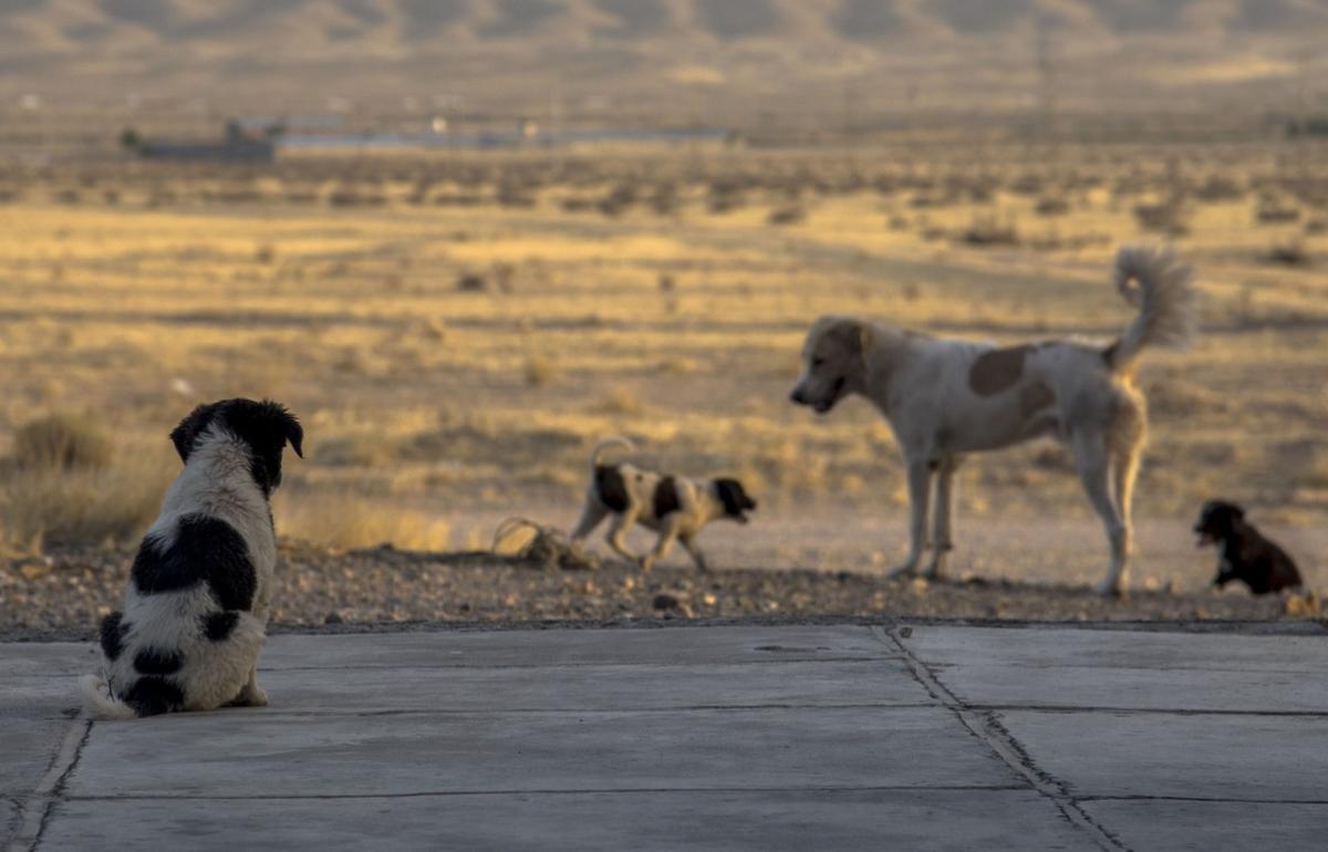 Собак, гонявшихся за ребенком в Твери, пытаются отловить