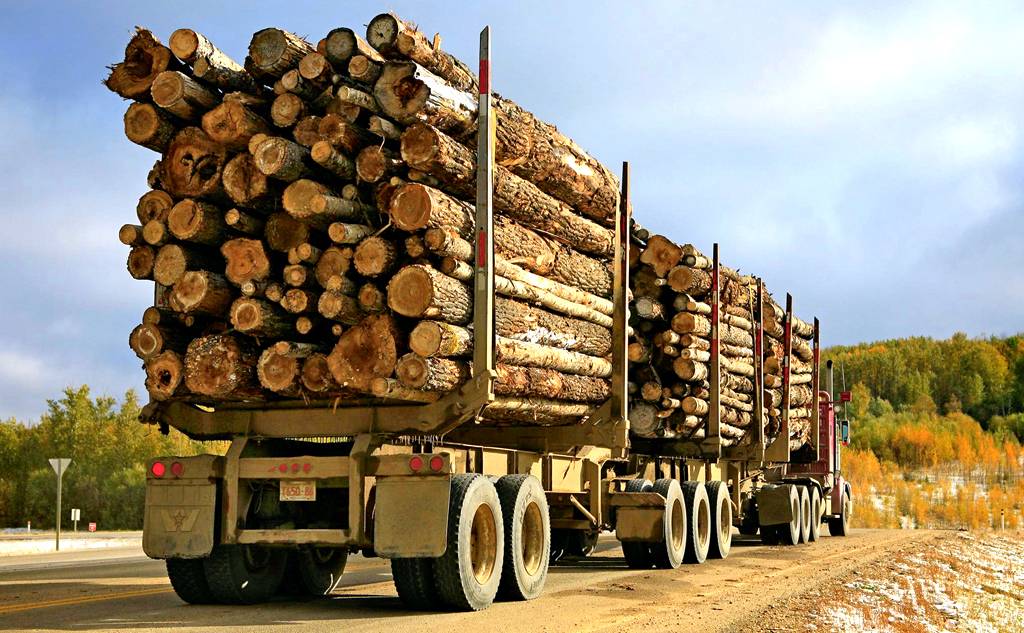 Какие нарушения законодательства при вывозе лесопродукции допускают предприятия   - новости Афанасий