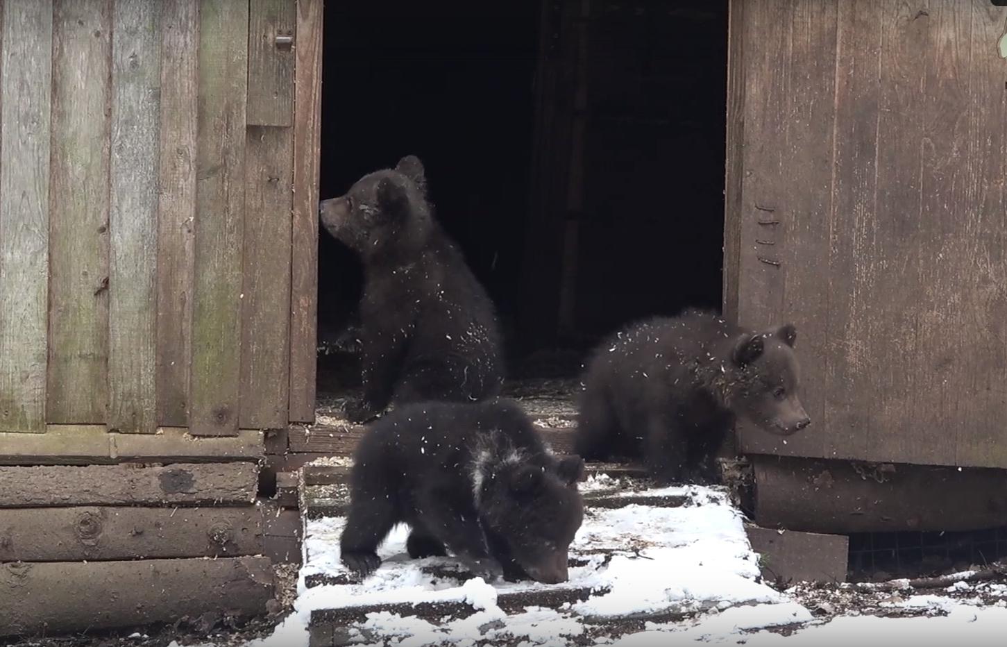 В торопецком Центре спасения медвежат-сирот показали один из первых выходов малышей из берлоги