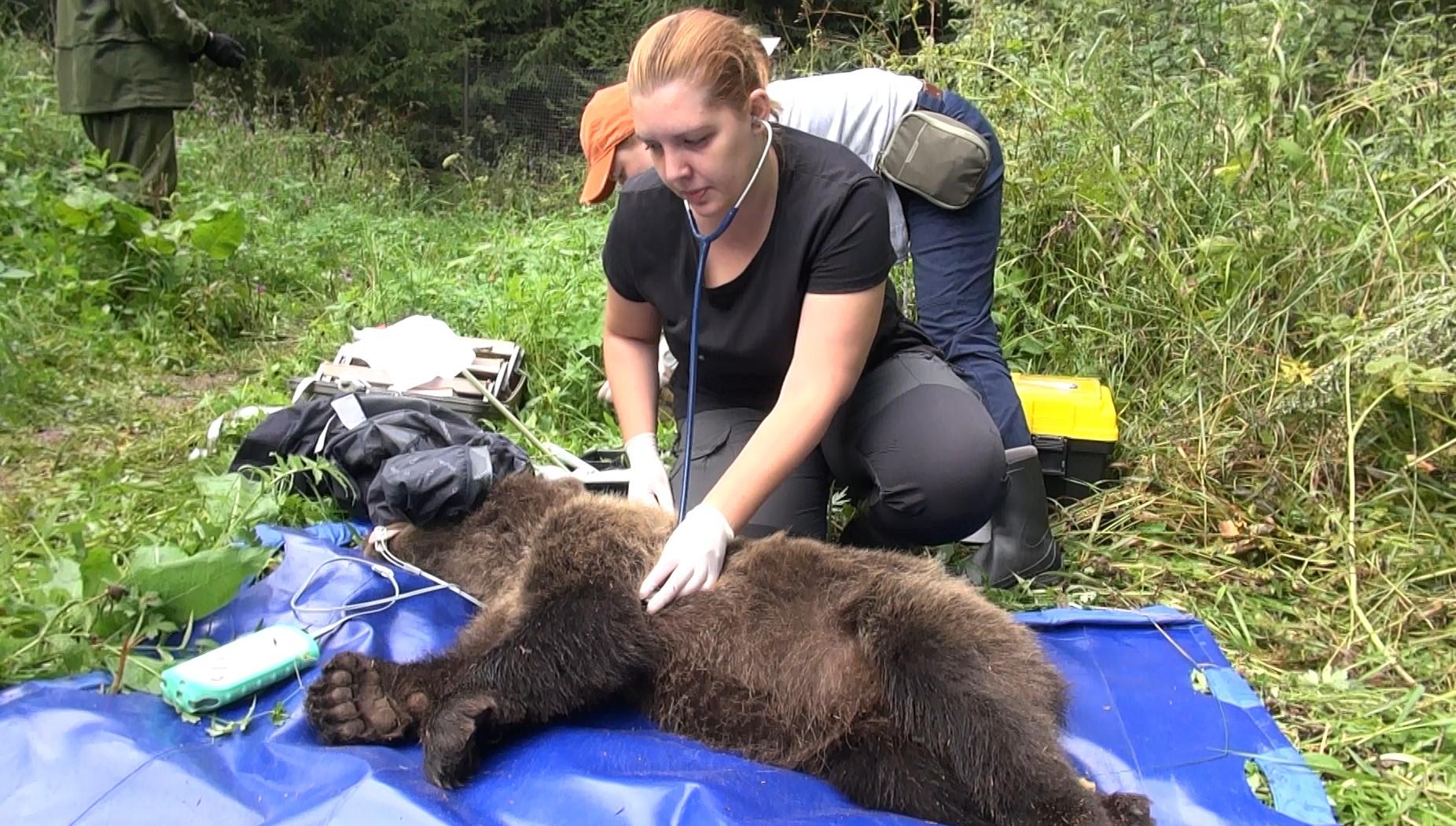 Медвежат из центра в Торопецком районе два дня осматривали ветеринары