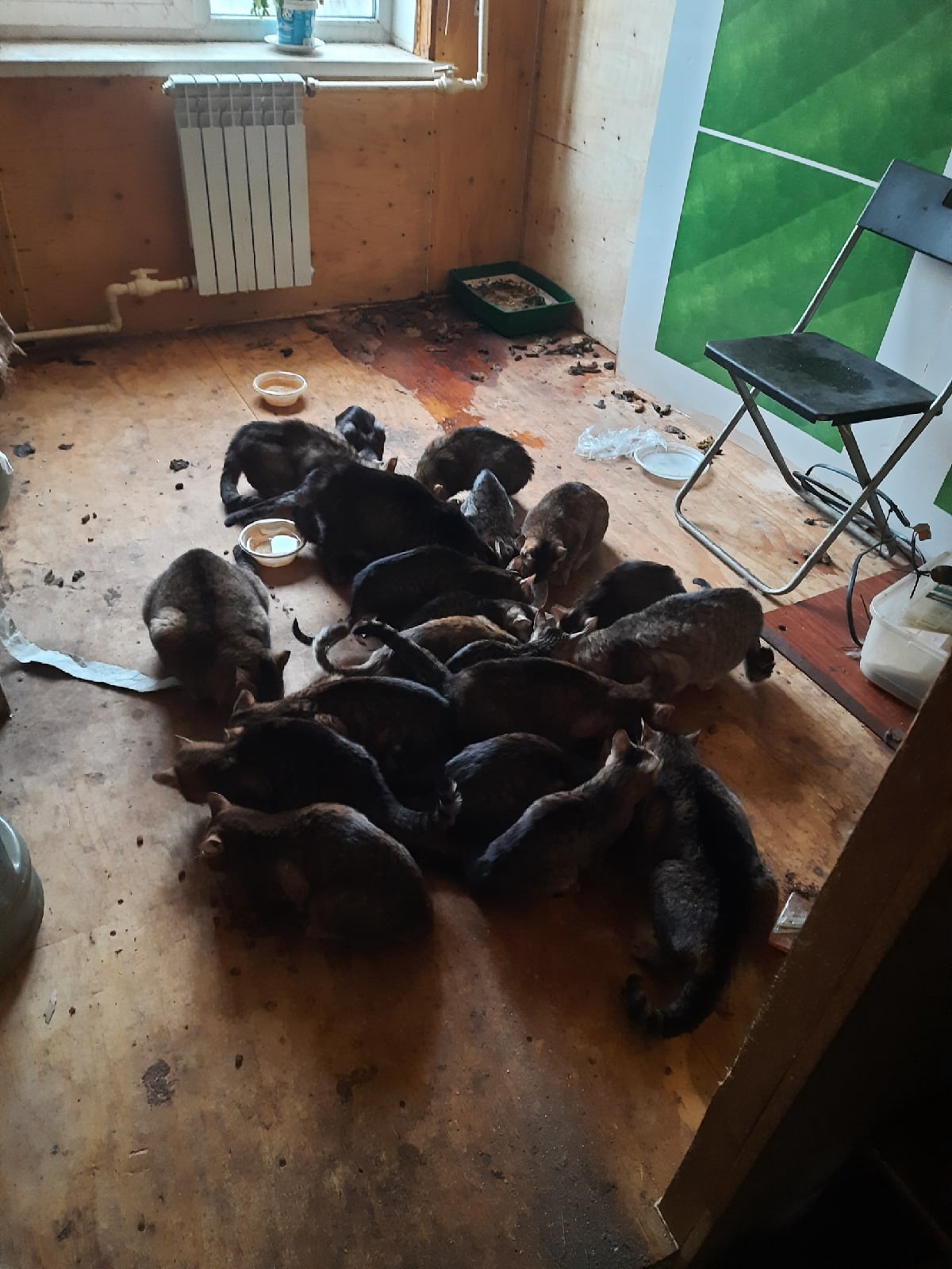 В Твери нашли квартиру с 22 кошками, хозяин которых умер 