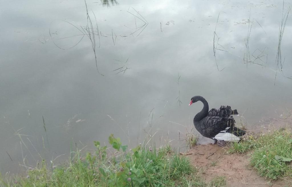В Тверской области на одном из водоемов появился черный лебедь