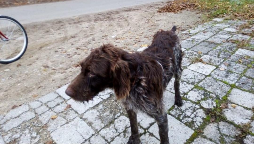 В Тверской области нашелся пес Грей, пропавший 20 дней назад в другом регионе