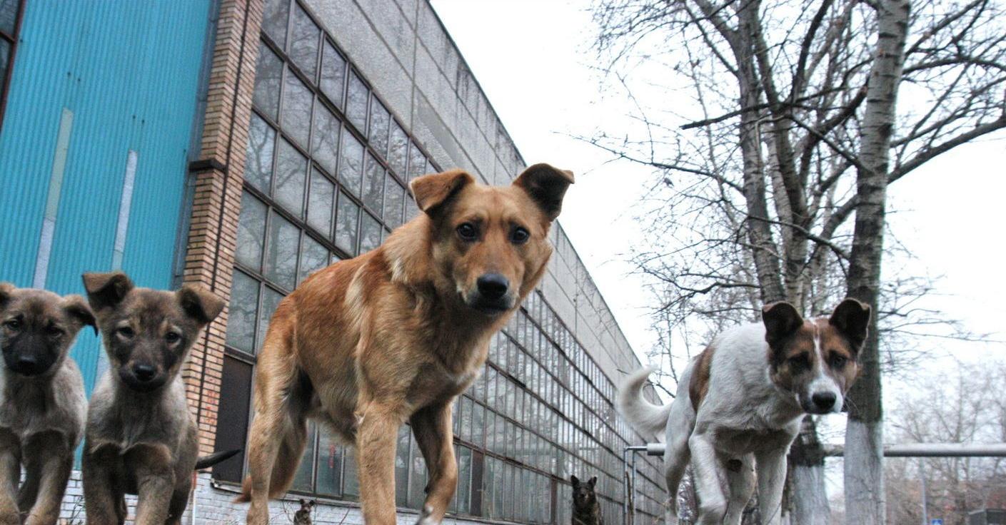 Бастрыкин поручил подготовить предложения по изменению законодательства после смертельных случаев с нападением собак 