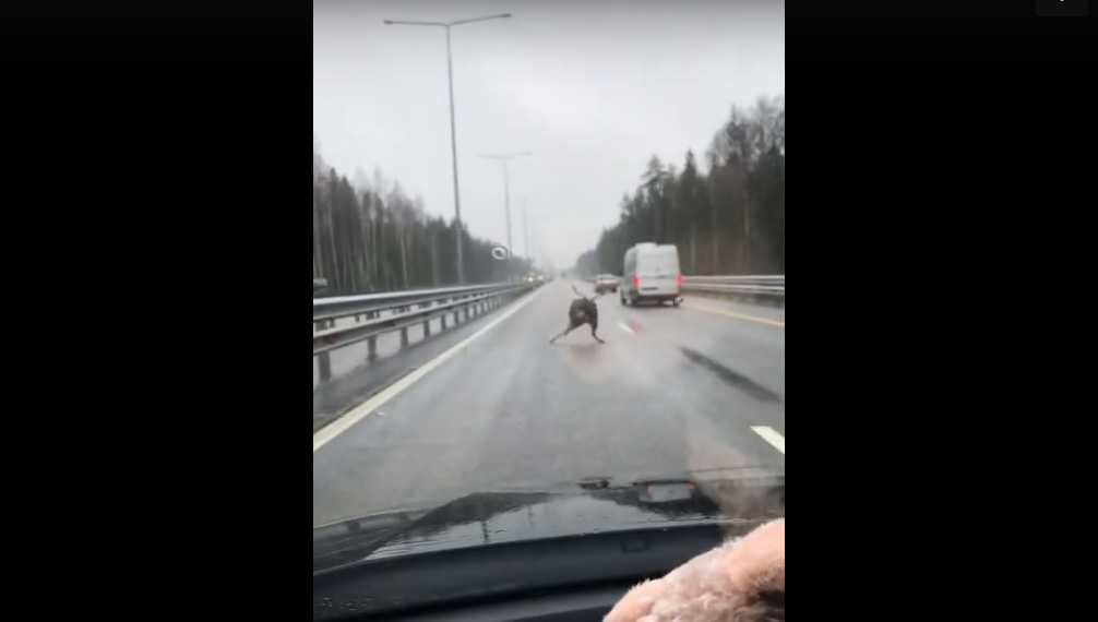 На трассе М11 в Тверской области заметили оленя