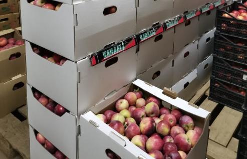 В Твери уничтожили больше 200 кг запрещенных яблок