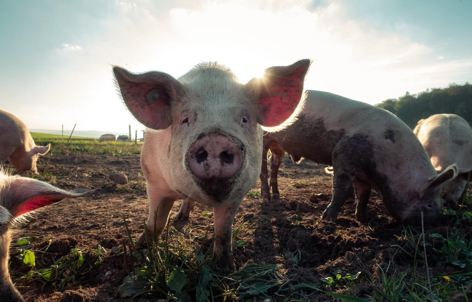 Воспрепятствование изъятию свиней при АЧС приводит к административной ответственности