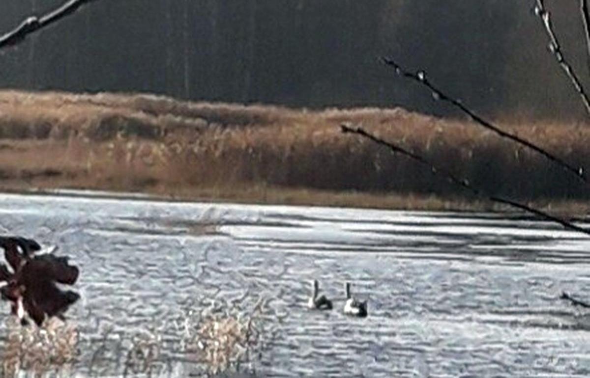 Двум лебедям, не сумевшим улететь на зимовку из Тверской области, нужна помощь