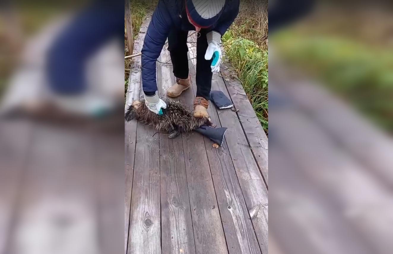 Умирающую енотовидную собаку привязали на мосту в Тверской области 