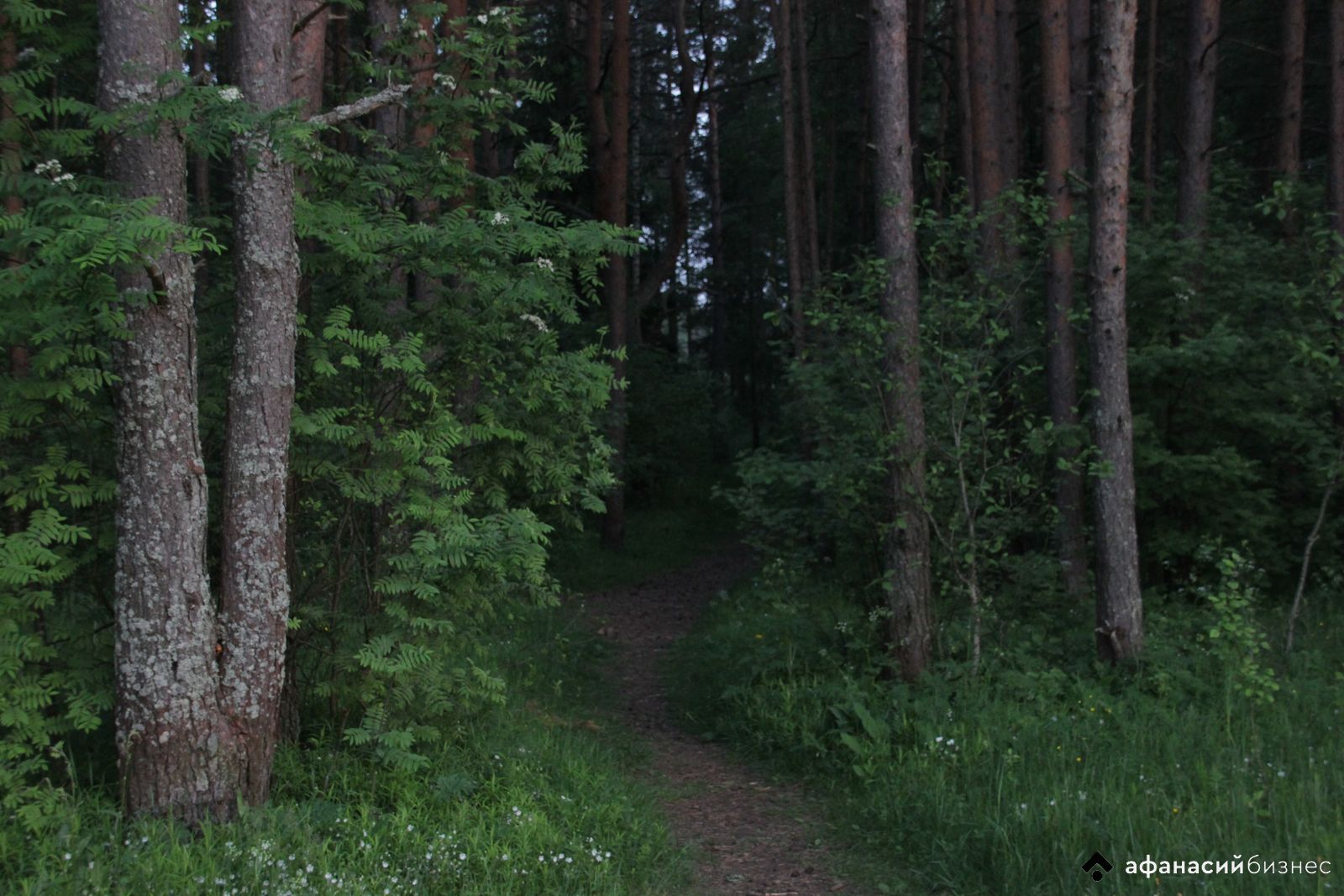 За поход в лес в двух районах Тверской области можно нарваться на штраф