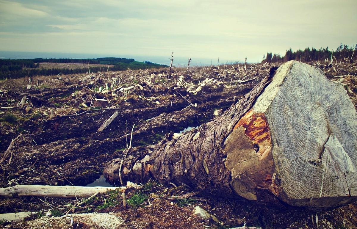 Предприятие в Тверской области незаконно вырубило лес на 2,5 млн рублей