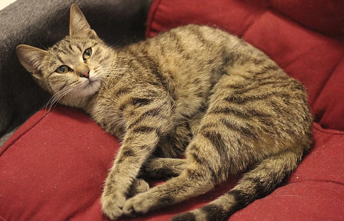 В Твери волонтеры стерилизовали за полгода более 120 бездомных кошек - новости Афанасий