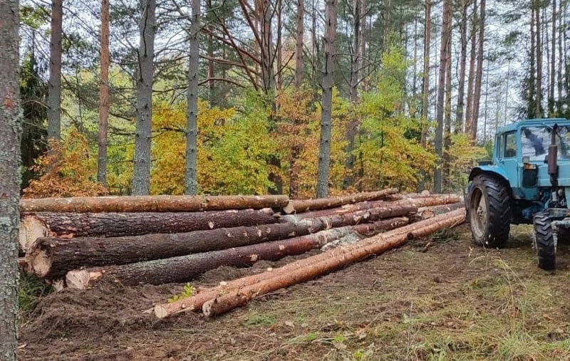 В Бологовском районе вырубают лес