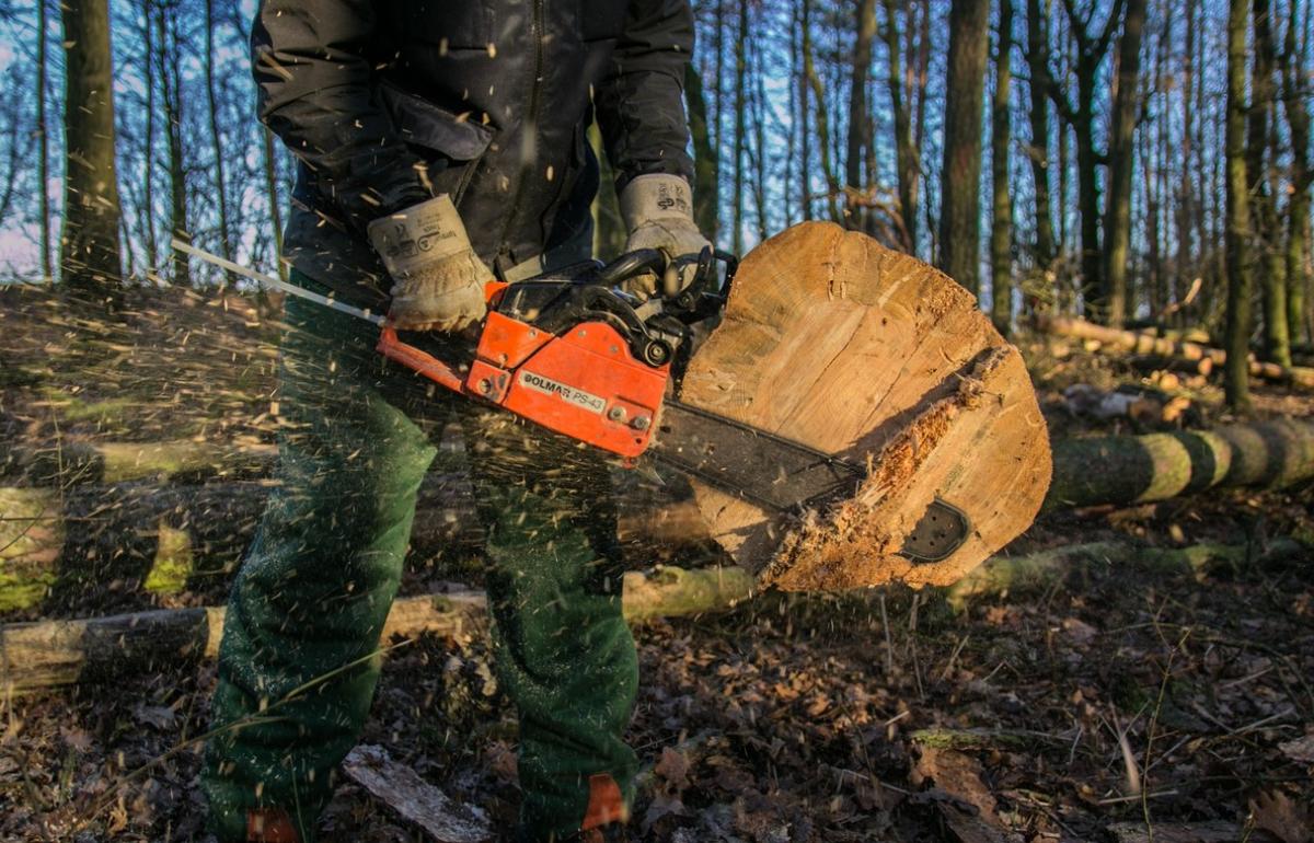 За незаконную вырубку деревьев для бани в Ржевском районе мужчина получил условный срок