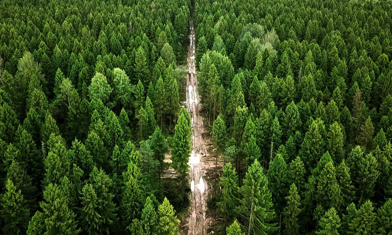 ВТБ сохранил 100 га леса с помощью безбумажных технологий   
