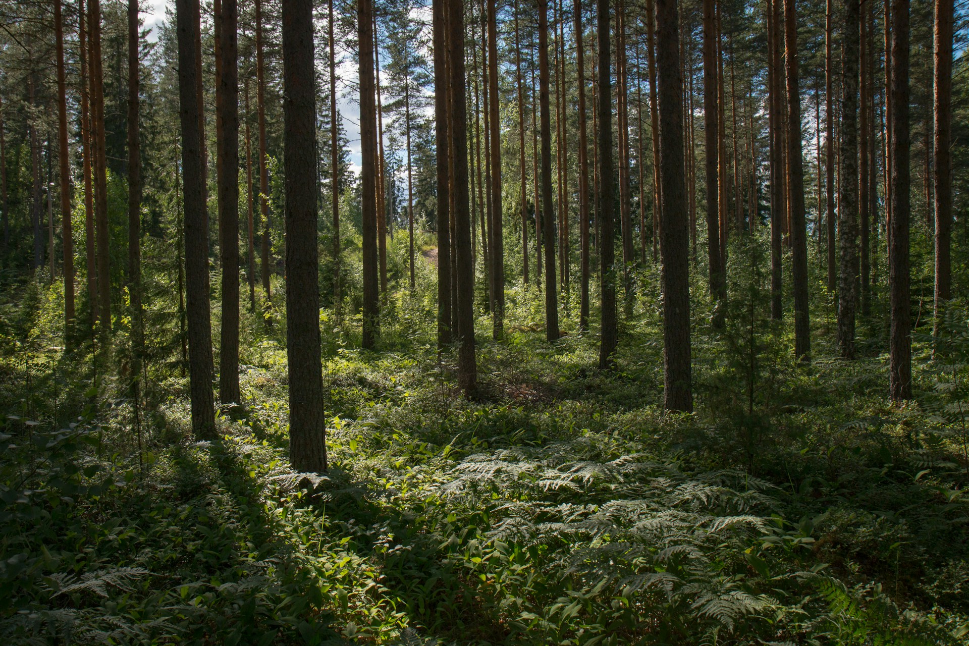 Рослесинфорг посчитает, сколько в Тверской области деревьев