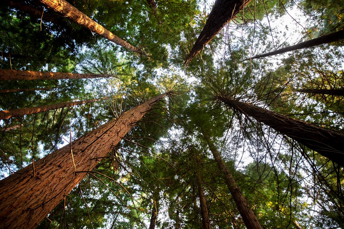 У фирмы "МЕДКОМ" в Красном Холме заросли более 500 гектаров пашни деревьями