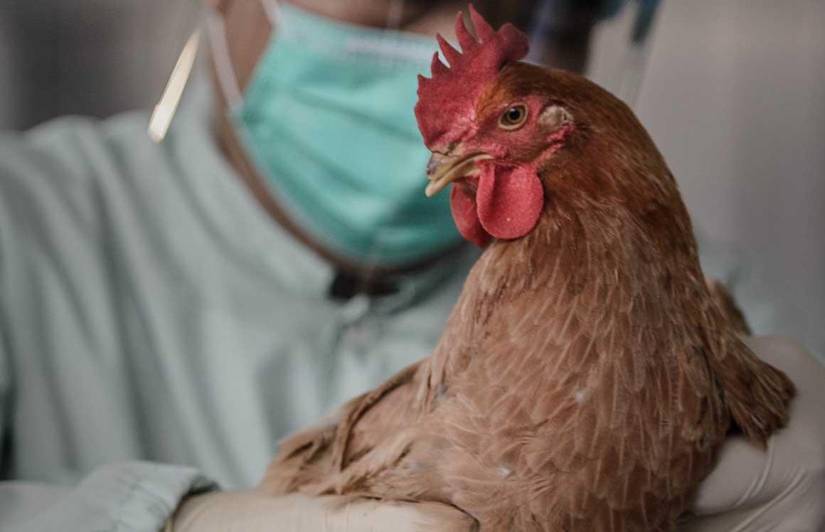 В тверской курятине нашли антибиотики