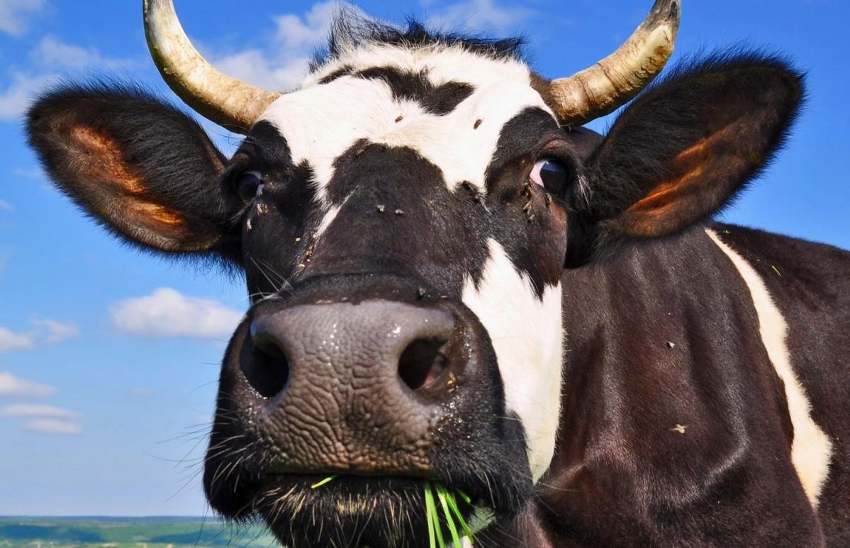 Чаще всего владельцы крупного рогатого скота страхуют животных от падежа - новости Афанасий