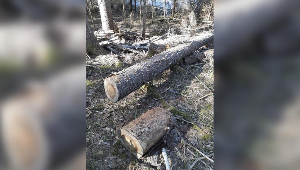 В Тверской области будут судить группу черных лесорубов, нанесших ущерб более 55 млн рублей