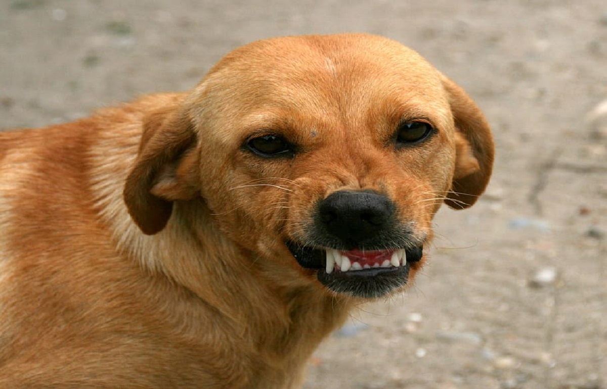 Житель Калининского района получил денежную компенсацию вреда, причиненного собакой