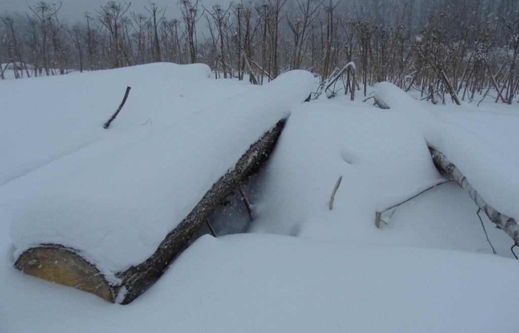 Хозяин сельхозугодий в Тверской области завалил их отходами деревообработки