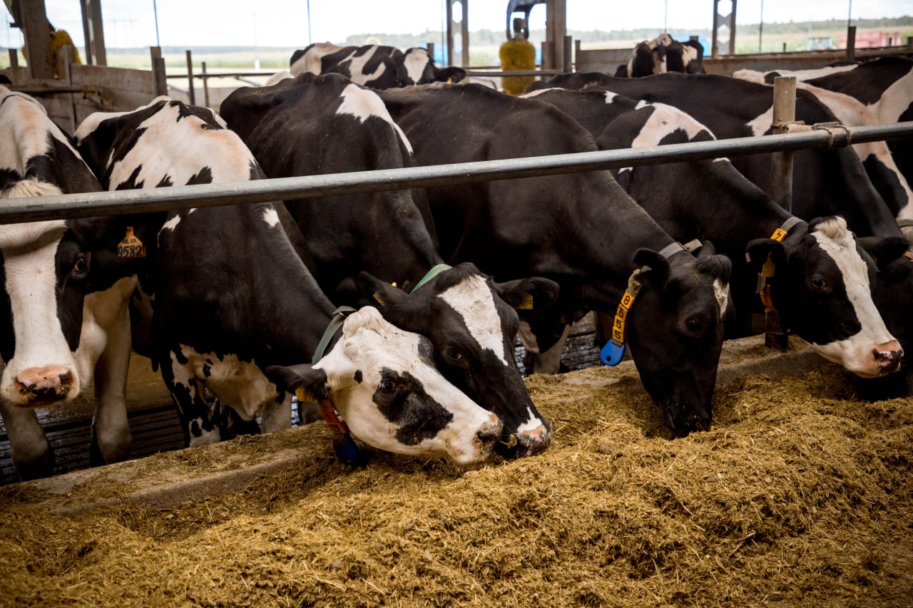 Сельхозпроизводители Тверской области наращивают темпы производства в молочной и мясной отраслях - новости Афанасий