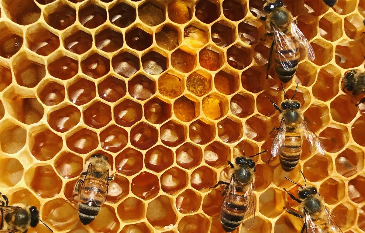 Пчеловодам рассказали, чем чаще всего болеют  пчелы