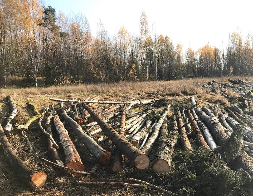 В Бологовском продолжают вырубать лес  