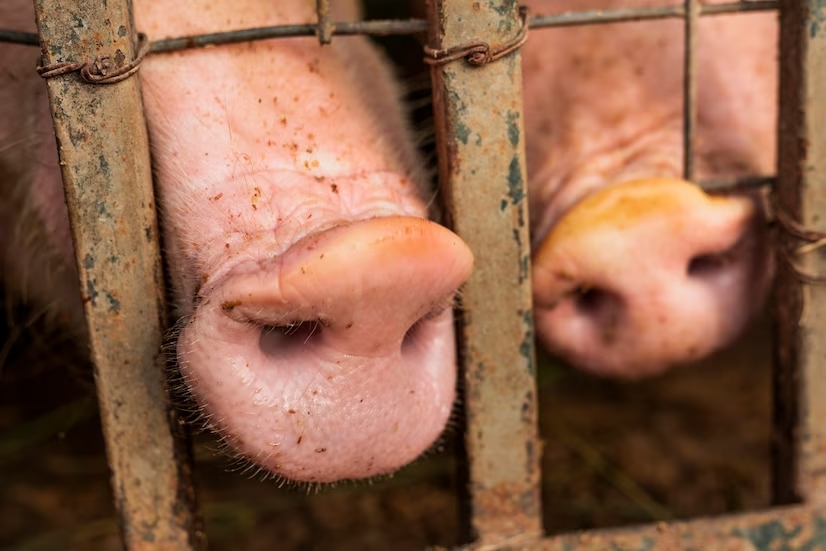 На ферме нарушили правила содержания животных