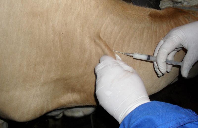Владелец животных из Лихославля отказался от их вакцинации