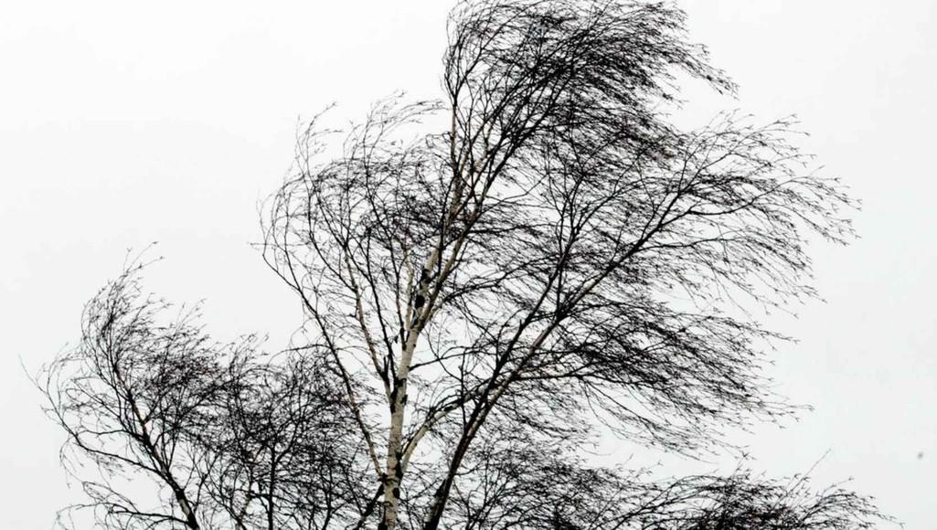 Ветер в Тверской области усилится до 25 метров в секунду 
