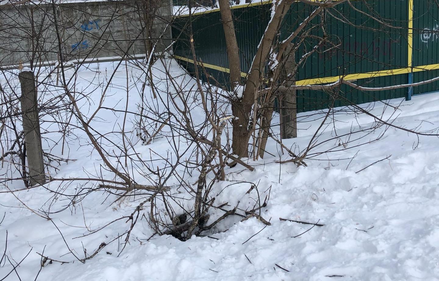 В Тверской области собака погибла, провалившись в яму