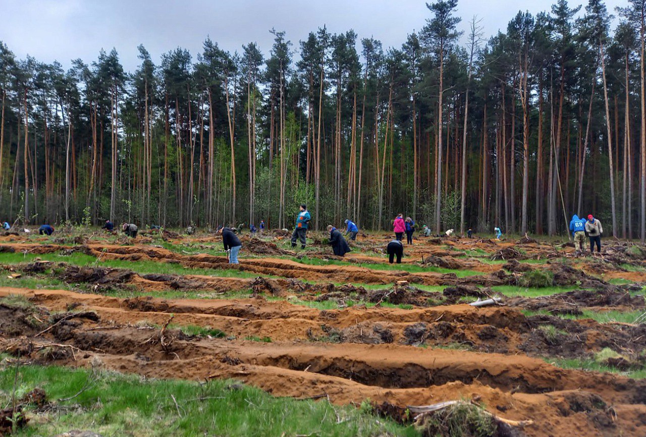 Тверская область заняла 1 место по количеству высаженных деревьев в рамках международной акции «Сад памяти»