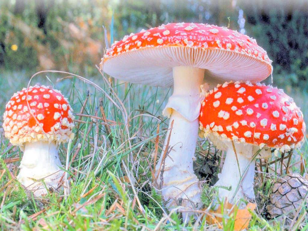 Ядовитые грибы: что делать, если произошло отравление 