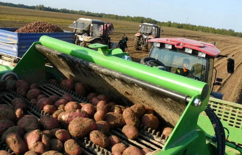 Тверская область отчиталась об увеличении урожайности зерновых, картофеля и овощей  - новости Афанасий