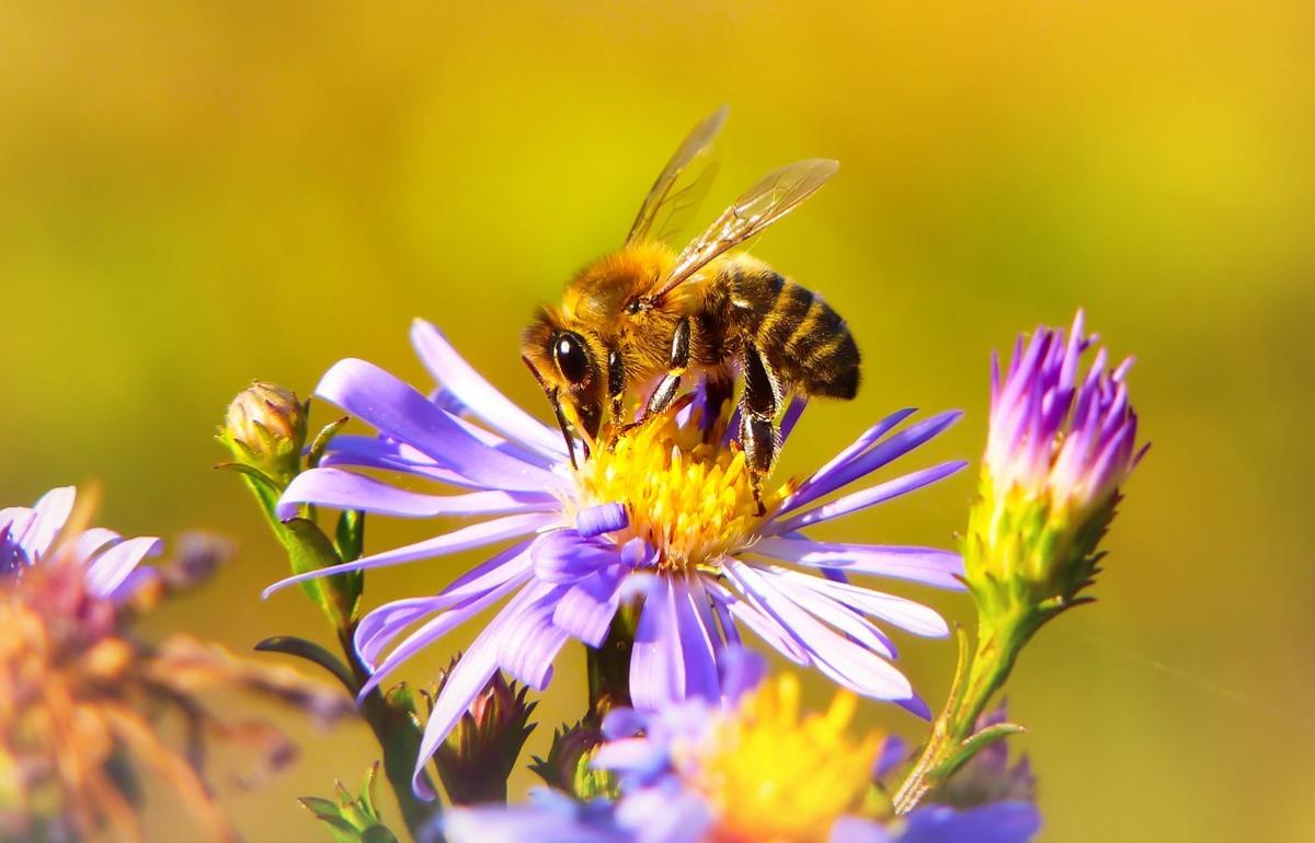 На пасеке под Тверью у пчел обнаружили опасную болезнь - новости Афанасий