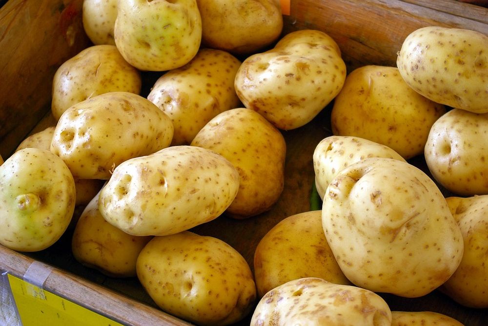 Дачникам рассказали, как выбрать картофель на посадку